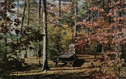 Picnic Area, Stanley Park Westfield, MA Postcard Postcard Postcard