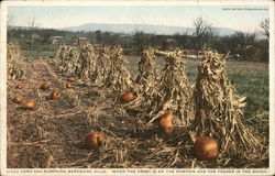 Corn and Pumpkins, Berkshire Hills Postcard