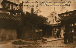 Original Navel Orange Tree Riverside, CA Postcard Postcard Postcard