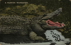 A Florida Maneater Postcard