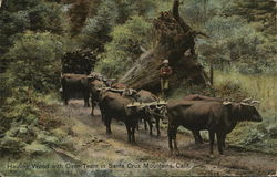 Hauling Wood with Oxen Team in Santa Cruz Mountains Postcard