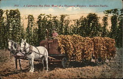 California Hop Field Postcard