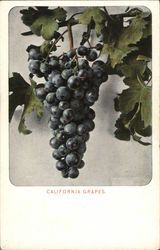 California Grapes Postcard