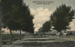 Shady Avenue on C.M. Ranch, Imperial Valley Postcard