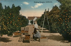 Picking Oranges Postcard