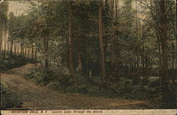 Lovers Lane Through the Woods Mountain Dale, NY Postcard Postcard Postcard