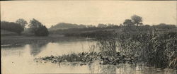 River Bank Postcard