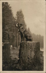 Dog Posing on Stump Dogs Postcard Postcard Postcard