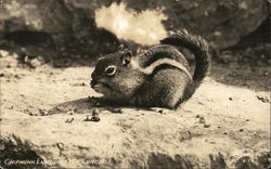 Chipmunk Enjoying His Lunch Postcard