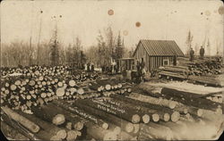 A Few of Louis Grundy's Saw Logs Pitt, MN Postcard Postcard Postcard