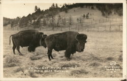 Do You Get My Meaning? Black Hills Buffalo Postcard