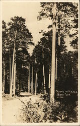 Scene in Itasca State Park Postcard