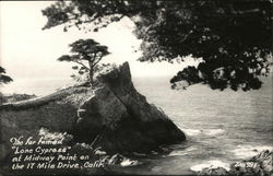 Lone Cypress at Midway Point Pebble Beach, CA Postcard Postcard Postcard