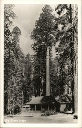 Big Trees Lodge Postcard