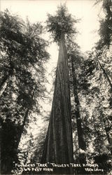 Ponderosa Tree, Tallest Tree Known California Postcard Postcard Postcard