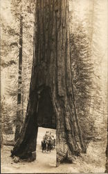 Riding Horse Team Through Redwood Tree Postcard