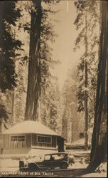 Mariposa Grove of Big Trees Postcard