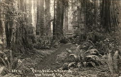 Ferns, Oxalis & Redwood Postcard