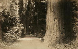 Redwoods on the Roosevelt Highway California Postcard Postcard Postcard