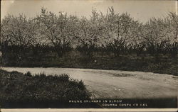 Prune Orchard in Bloom California Postcard Postcard Postcard