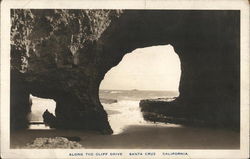 Along the Cliff Drive Postcard