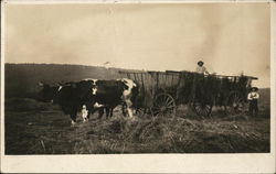 Cows Pulling Hay Cart Farming Postcard Postcard Postcard