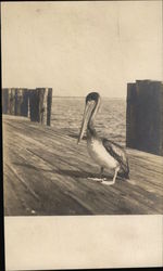 Pelican on Dock Postcard