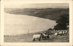 Sheep in Field Postcard