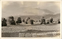 "Devil's Corn Field" - Death Valley Nat'l Monument Postcard