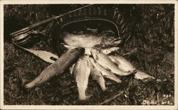 Trout Catch Fishing Postcard Postcard Postcard