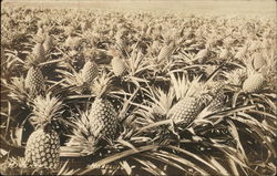 Field of Pineapple Honolulu, HI Postcard Postcard Postcard