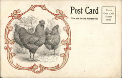 Stiles Poultry Columbus, OH Postcard Postcard Postcard