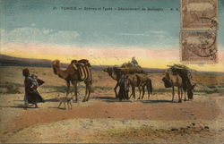 Camels in Desert Tunisia Africa Postcard Postcard