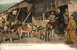 Constantinople - Les chiens de rue Postcard