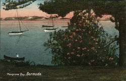 Mangrove Bay Bermuda Postcard Postcard