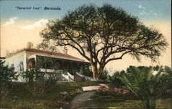 Tamarind Tree Postcard