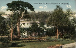 Screw Palm and Monkey Puzzle Tree Bermuda Postcard Postcard