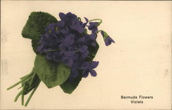 Bermuda Flowers - Violets Postcard Postcard