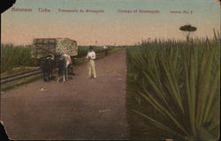 Transporte de Henequen Matanzas, Cuba Postcard Postcard