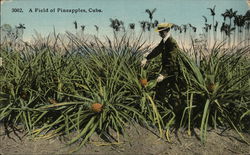 Field of Pineapples Cuba Postcard Postcard