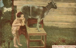 Boy Drinking Directly from Goat, "Stolen Sweets" Postcard