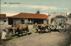 Cuban Ox Team Postcard Postcard