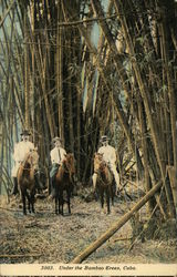 Under the Bamboo Trees Cuba Postcard Postcard