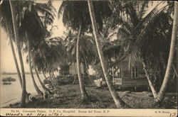 Cocoanut palms U.F. Co. Hospital Postcard