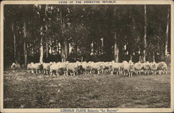 LINCOLN FLOCK Estancia "La Negrete" Postcard