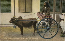 Singhalese race bull and cart, Colombo Sri Lanka Southeast Asia Postcard Postcard