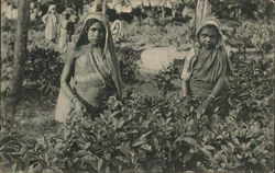 Tea Pickers Sri Lanka Southeast Asia Postcard Postcard