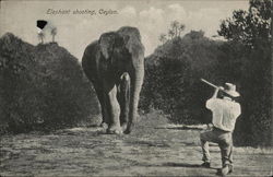 Elephant shooting, Ceylon. Postcard