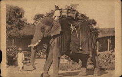 A state elephant Kochi, India Postcard Postcard