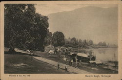 Nasim Bagh Srinigar, India Postcard Postcard